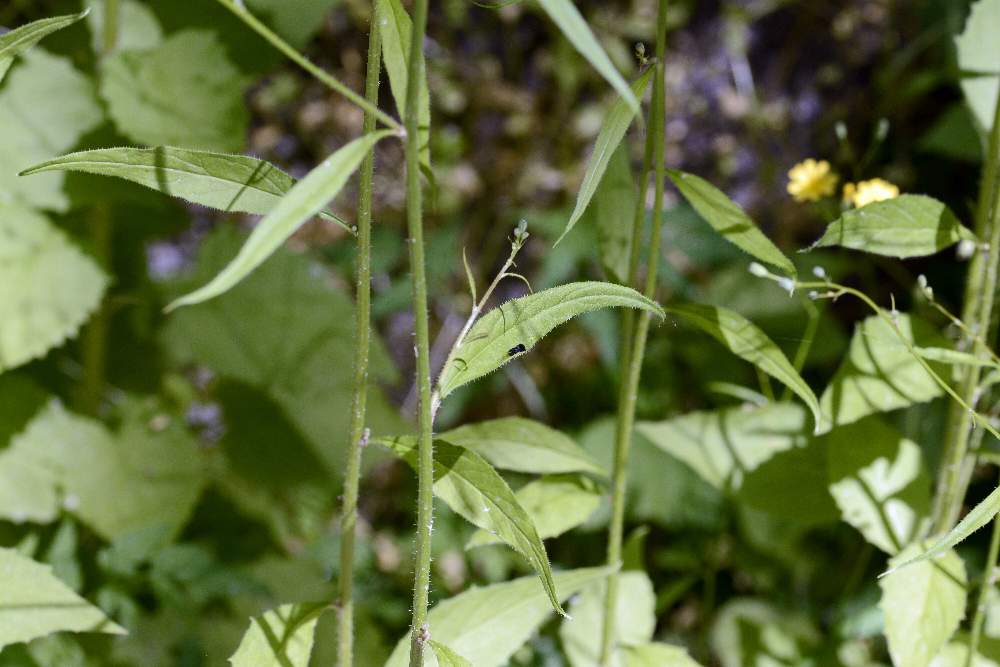 Lapsana communis / Lassana comune